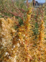 Cuscuta pacifica var. pacifica