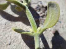 Phoradendron leucarpum ssp. tomentosum