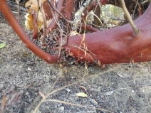 Arctostaphylos manzanita ssp. laevigata
