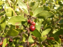 Arctostaphylos manzanita ssp. laevigata