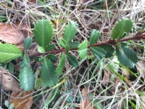 Ceanothus gloriosus var. gloriosus