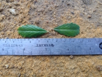 Ceanothus gloriosus