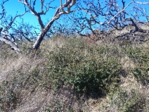 Ceanothus purpureus