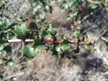 Ceanothus purpureus