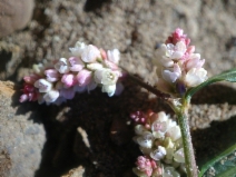 Persicaria maculosa