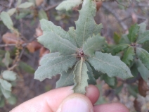 Quercus durata var. durata