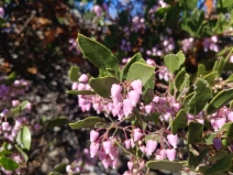 Arctostaphylos stanfordiana ssp. stanfordiana