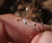 Nemacladus ramosissimus