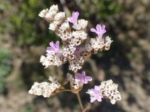 Limonium ramosissimum