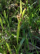 Luzula subsessilis