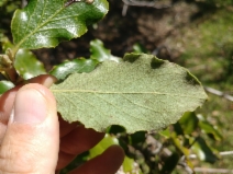 Garrya elliptica