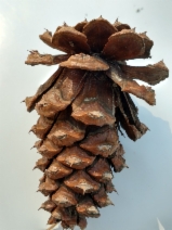 Pinus ponderosa var. pacifica