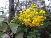Mahonia pinnata ssp. pinnata