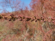 Tamarix aphylla