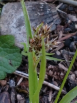 Luzula subsessilis