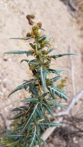 Xanthium spinosum