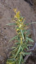 Xanthium spinosum