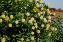 Cephalanthus occidentalis