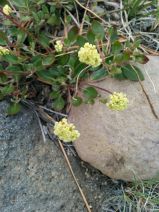 Eriogonum umbellatum var. polyanthum
