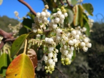 Arbutus menziesii