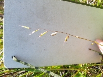 Pleuropogon californicus var. californicus