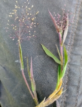 Panicum acuminatum