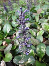 Ajuga reptans