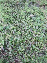 Ajuga reptans