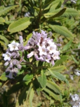 Eriodictyon crassifolium