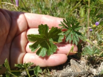 Sidalcea malviflora ssp. laciniata