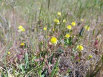 Trifolium campestre