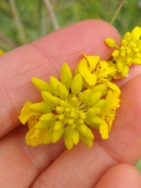 Brassica nigra
