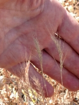 Festuca bromoides