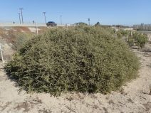 Atriplex canescens var. canescens