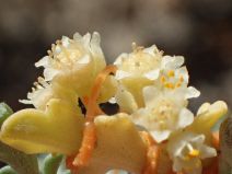 Cuscuta campestris