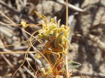 Cuscuta campestris