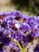 Limonium perezii