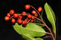 Heteromeles arbutifolia