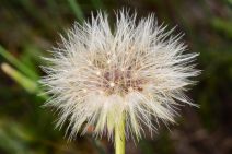 Hypochaeris glabra