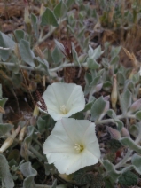 Calystegia malacophylla ssp. pedicellata