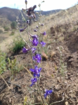 Delphinium parryi ssp. parryi