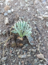 Pinus sabiniana