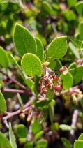 Arctostaphylos hookeri ssp. hookeri