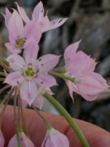 Allium membranaceum