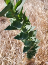 Linaria dalmatica