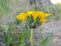Wyethia angustifolia