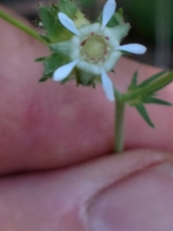 Horkelia tridentata var. flavescens