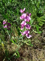 Lathyrus latifolius