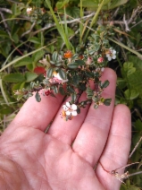 Cotoneaster integrifolius