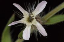 Silene gallica